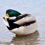 Breathe Easier: How SEO Can Boost Your Bradenton Dryer Vent Cleaning Business