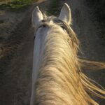 Breathe Easy: The Top 5 SEO Benefits for Mold Remediation Services in Bradenton