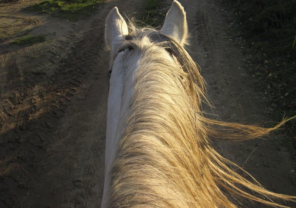 Breathe Easy: The Top 5 SEO Benefits for Mold Remediation Services in Bradenton