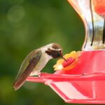 Build Your Online Patio: How SEO Can Transform Your Sarasota Business