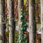 Building Your Fence Business: How SEO Can Fortify Your Bradenton Installation Service