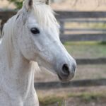 Building a Stronger Business: The Power of PPC for Sarasota’s Fence Installation Entrepreneurs