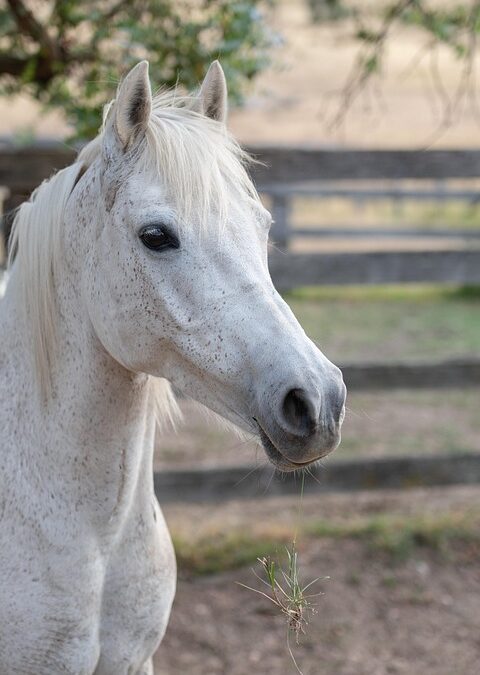 Building a Stronger Business: The Power of PPC for Sarasota’s Fence Installation Entrepreneurs