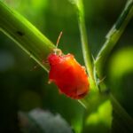 “Buzzing Success: How PPC Can Transform Your Sarasota Pest Inspection Business”