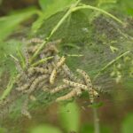 Buzzing Success: How SEO Can Bring Local Pest Inspectors to the Top of Bradenton's Search Results