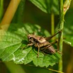 Buzzing to the Top: How Local SEO Can Help Sarasota Pest Inspectors Attract More Customers