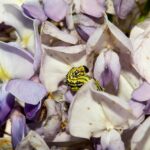 Buzzing to the Top: How PPC Can Elevate Your Pest Inspection Business in Bradenton!