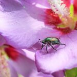 Buzzing to the Top: How SEO Can Help Bradenton Pest Control Companies Attract More Clients