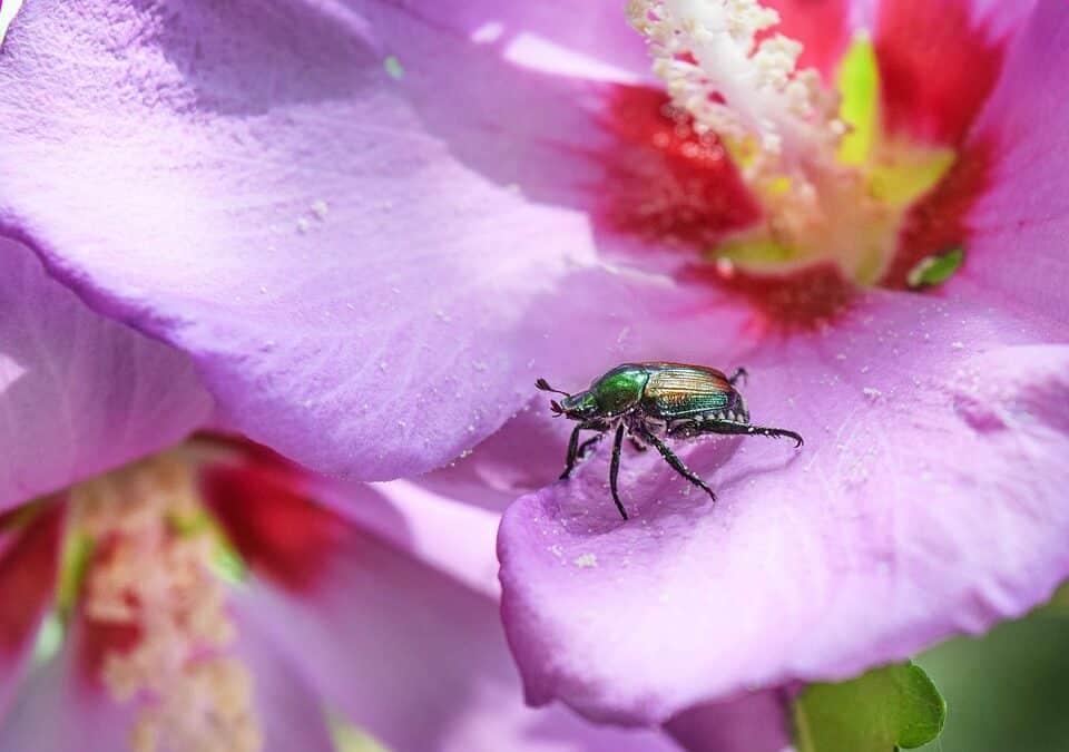 Buzzing to the Top: How SEO Can Help Bradenton Pest Control Companies Attract More Clients
