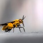Buzzing with Opportunity: How SEO Can Position Your Bradenton Pest Inspection Business Above the Competition