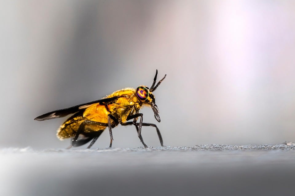 Buzzing with Opportunity: How SEO Can Position Your Bradenton Pest Inspection Business Above the Competition