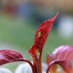 Catch More Clients: Harnessing the Power of PPC for Your Sarasota Pest Inspection Business