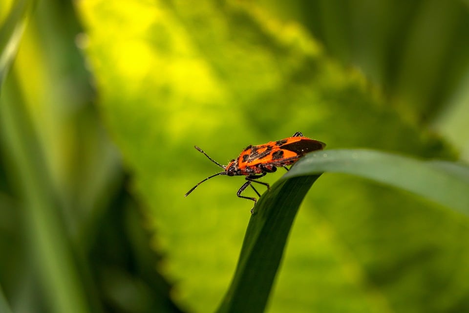 “Clicking Away Competition: Why Sarasota Pest Inspectors Need PPC Strategies Now”