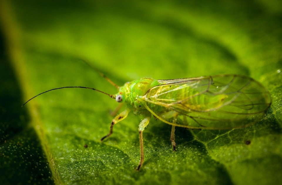 Climbing the Search Rankings: Why Sarasota Pest Inspectors Can't Ignore SEO in 2023