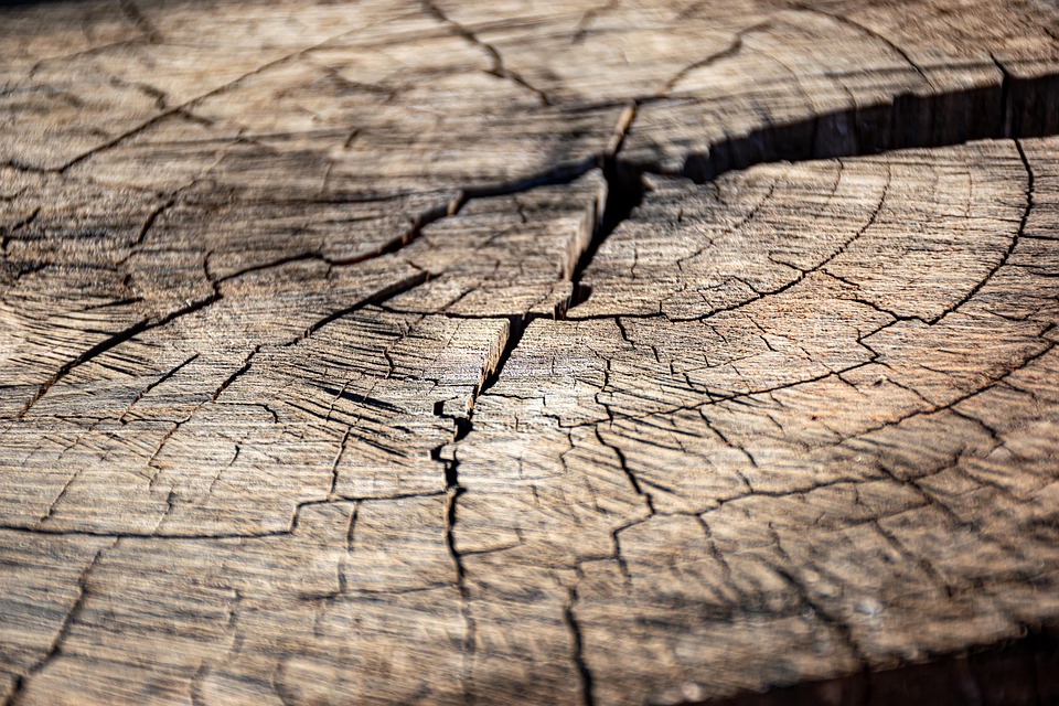 Cutting Through the Noise: How PPC Can Elevate Your Sarasota Tree Service Above the Rest