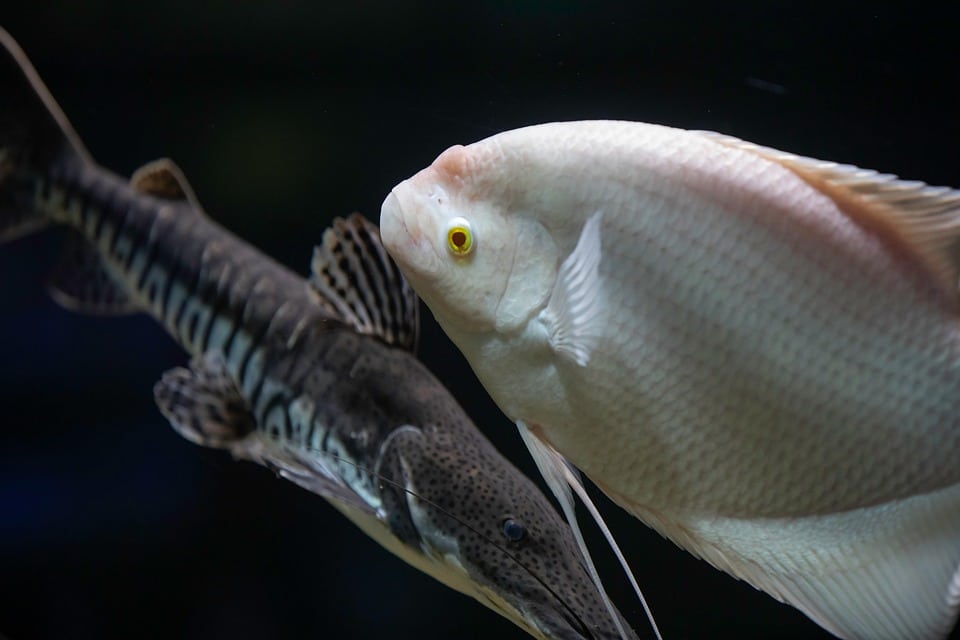 Digging Deep: 5 SEO Strategies Local Septic Services in Bradenton Can't Afford to Ignore