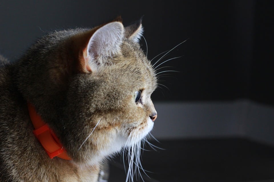 Digital Visibility in Paradise: The SEO Advantage for Small IT Firms in Bradenton