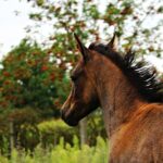 Disinfect Your Marketing: Why Sarasota Mold Remediators Should Invest in PPC Advertising