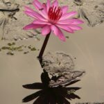 Dive into Success: How SEO Can Make Your Sarasota Pool Repair Business Float Above the Competition