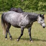 Don't Let Mold Spoil Your Success: The PPC Advantage for Sarasota's Remediation Experts