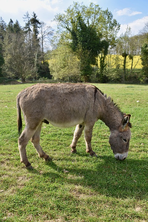 Elevate Your Gutter Cleaning Business: How Local SEO Can Attract More Sarasota Customers