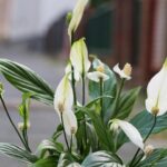 Elevate Your Gutter Cleaning Game: The PPC Advantage for Small Businesses in Bradenton!