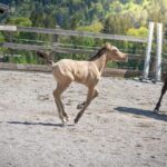 Elevate Your Move: Why Local Bradenton Moving Companies Should Invest in PPC Today