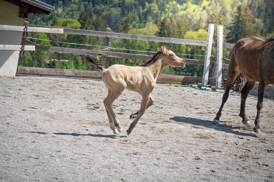 Elevate Your Move: Why Local Bradenton Moving Companies Should Invest in PPC Today