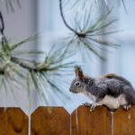 Fencing Your Way to Success: The Top 5 SEO Strategies Local Sarasota Businesses Can't Ignore!