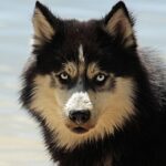 Fetch More Business: How PPC Can Put Your Bradenton Dog Walking Service on the Map