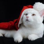 Fetch More Clients: The Benefits of SEO for Pet Trainers in Sarasota