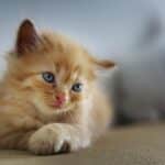 Fetch More Clients: The Impact of Local SEO on Pet Training Success in Bradenton