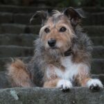 Fetch More Clients: The Ultimate Guide to SEO for Small Pet Training Businesses in Sarasota