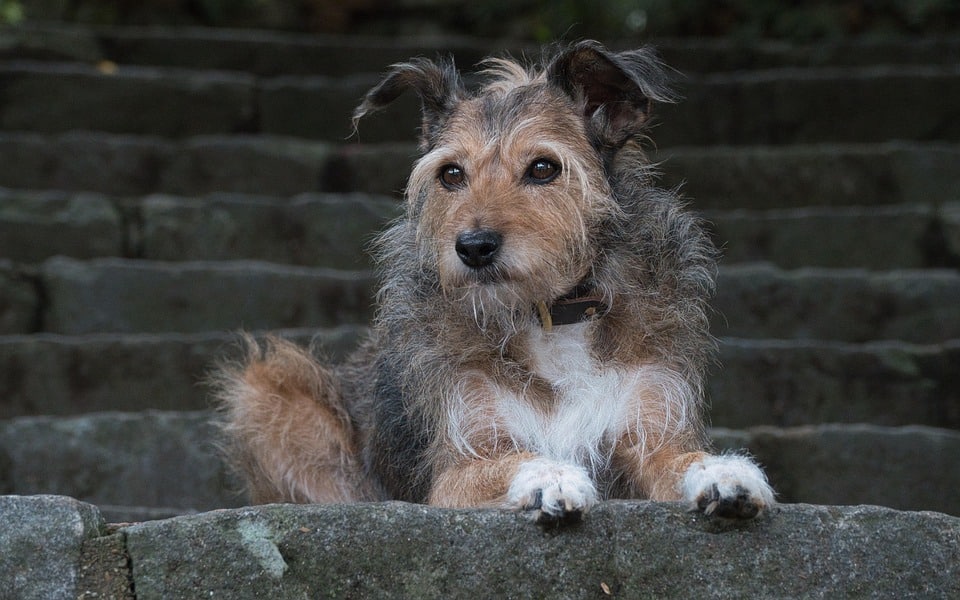 Fetch More Clients: The Ultimate Guide to SEO for Small Pet Training Businesses in Sarasota