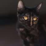 Fetch More Customers: The Essential Guide to SEO for Pet Trainers in Bradenton!