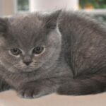 Fetch New Clients! Leveraging Local SEO to Boost Your Pet Grooming Business in Sarasota