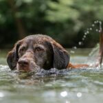 Fetch New Clients: The Unleashed Power of PPC Advertising for Sarasota Groomers