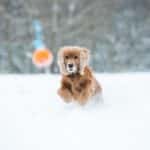 Fetch New Customers: The Benefits of PPC for Sarasota's Local Pet Boarding Services