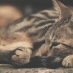 Fetching New Clients: Unlocking the Power of PPC Advertising for Local Pet Groomers!