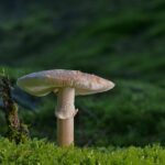 Floors to the Top: How Local SEO Can Elevate Your Sarasota Flooring Business