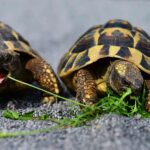 Flush Away the Competition: Boost Your Sarasota Septic Services with Smart SEO Tactics