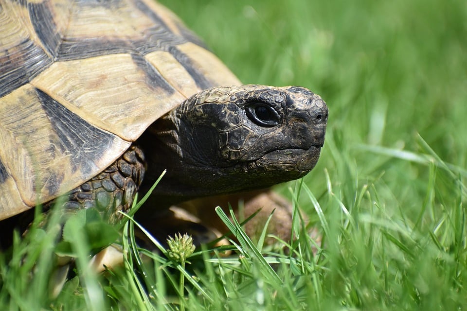 Flush Your Competition: How SEO Can Elevate Your Sarasota Septic Tank Service Business