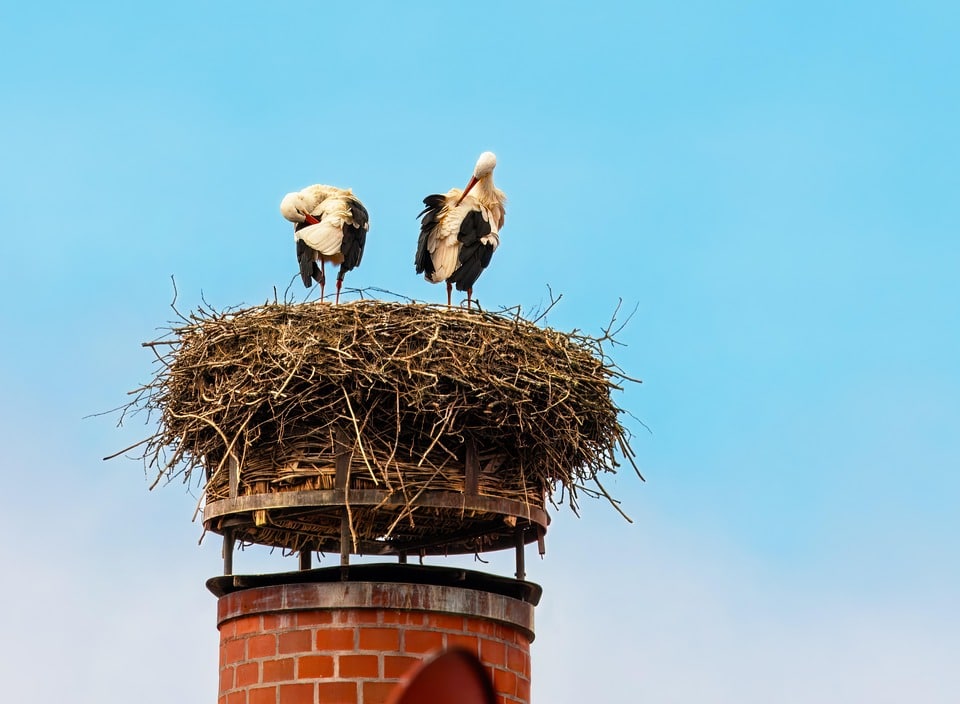 From Ashes to Clicks: Harnessing PPC to Drive Local Customers to Your Chimney Sweep Service