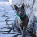 From Bark to Business: Unlocking the Benefits of PPC for Sarasota’s Pet Groomers