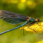 From Bugs to Clicks: Unlocking the Power of SEO for Sarasota Pest Inspectors