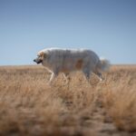 From Clicks to Clients: Driving More Business to Your Sarasota Pet Boarding Facility with PPC