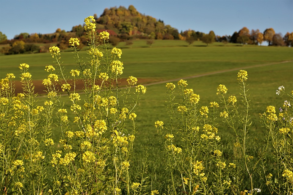 From Clicks to Closings: Harnessing PPC for Mortgage Success in Bradenton