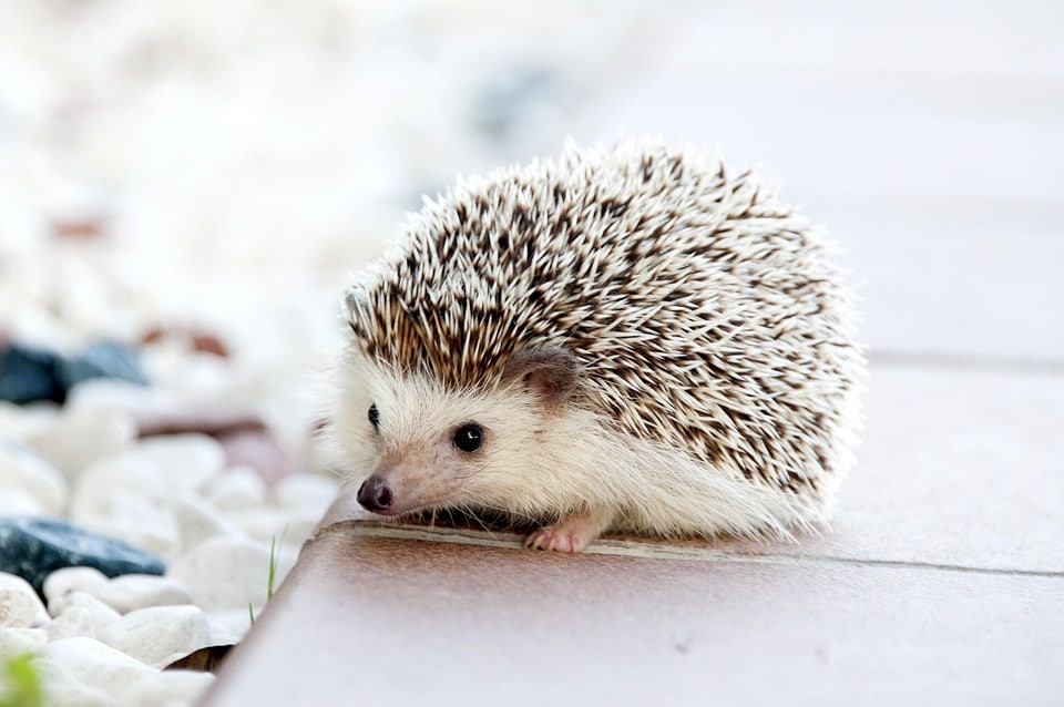 From Collars to Clicks: Why Every Bradenton Pet Groomer Needs a Solid SEO Strategy