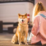 From Fido to Fortune: Unlocking the Power of PPC for Sarasota Pet Groomers