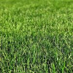 “From Grass to Cash: Unlocking the Power of PPC for Bradenton Lawn Care Services”